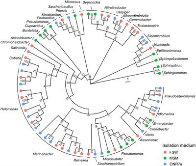 The identification of the new species Nitratireductor thuwali sp. nov. reveals the untapped diversity of hydrocarbon-degrading culturable bacteria from the arid mangrove sediments of the Red Sea